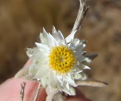 Image result for Helichrysum cerastioides