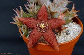 Image result for Orbea maculata