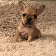 Try contacting maine dog rescue groups that help all breeds. Brooklyn French Bulldog Puppy 629869 Puppyspot