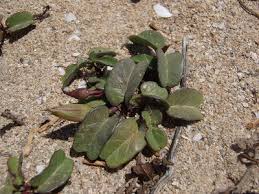 Image result for Ipomoea stolonifera