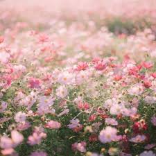 Look At The Birds Of The Air And The Flowers Of The Field Cottagecore Flower Field In 2020 Flower Field Flower Aesthetic Nature Aesthetic