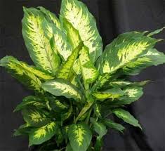 Dieffenbachia Care How To Grow The Dumb Cane Plant Plants Dieffenbachia Care Dieffenbachia Houseplant
