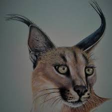 The caracat is a cross between a caracal (desert lynx) and an abyssinian. African Caracal Cat Videos African Lynx Video Cats For Africa