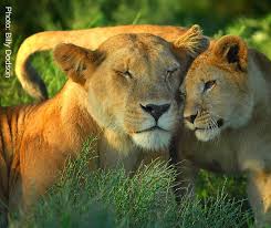 Awf Check Out The Lion World Lion Day Lion Africa Wildlife