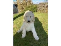 A website to promote responsible goldendoodle breeders within the uk and to advertise their available health we all have something in common here at health tested goldendoodle puppies uk, we. Tse6dj86zfsm3m