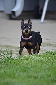 Don't miss what's happening in your neighborhood. Bloomington In Miniature Pinscher Meet Layla A Pet For Adoption