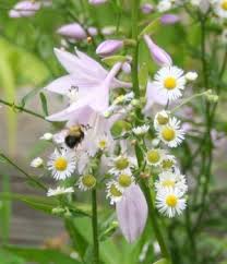 Check spelling or type a new query. Massachusetts Pollinators The Usual Suspects And A Few Others Western Massachusetts Master Gardener Association