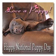 Dates of national puppy day. National Puppy Day Memes