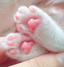 Bakarken Bile Icinizi Huzur Doldurup Modunuzu Yukseltecek Dogal Antidepresan 21 Kedi Patisi Onedio Com
