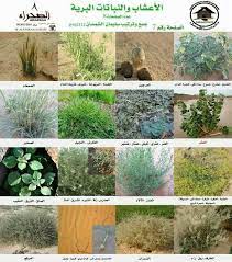 pin on البر