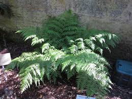 Image result for Diplazium cyamudongoense