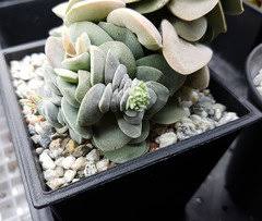 Check spelling or type a new query. Why Does Anyone Put Gravel On Top Of Their Potted Plants
