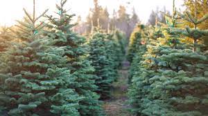 Buy Christmas Tree Near Me Where To Buy Christmas Trees Online Before They Sell Out