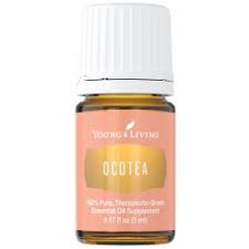 Image result for Ocotea