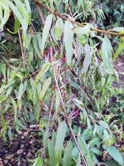 Image result for Agelanthus lugardii