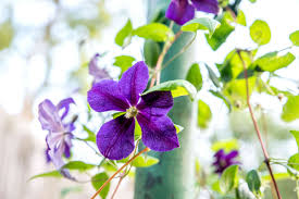 Flowers for climbing a trellis. Popular Flowering And Vines And Climbers