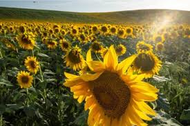 Bunga matahari mampu hidup di daerah subtropis maupun tropis bahkan pada ketinggian hingga 1.500 m. Bunga Matahari Ternyata Tak Selalu Mengikuti Matahari Tapi Juga Cahaya Lain