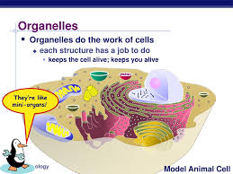 Maybe you would like to learn more about one of these? Ppt Cells Cell Organelles Powerpoint Presentation Free Download Id 5150703