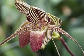 Slipper Orchid: Sumatran Treasure ...