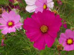 Plant Study Cosmos