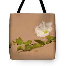 Image result for Ipomoea stolonifera