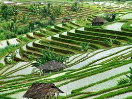 Herlin Personal Blog Kearifan Lokal Terasering