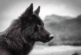 Pin On Wolf