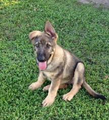 Pups will come fully dewormed. German Shepherd Puppy Pets And Animals For Sale North Carolina