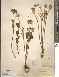 Image result for Gnidia kraussiana