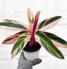 Triostar Stromanthe Stromanthe Sanguinea Live House Plants Variegated Plants Pink White Prayer Plant Free Care Guide In 2020 Live House Plants Variegated Plants Plants