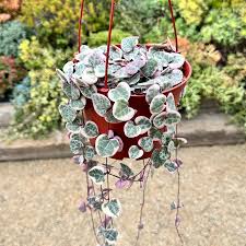 Image result for Ceropegia breviflora