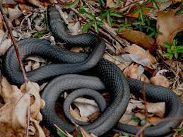 Facts About Southern Black Racer Snakes Snake Facts Black Racer Snake