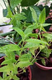 Although lemon verbena is native to south america, it has largely become a globally accessible plant and herb due to its powerful medicinal effects and qualities as a food additive. 83 Lemon Verbena Ideas Lemon Verbena Verbena Lemon