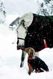 De vacht van de kamelen ziet helemaal wit van de. 80 Ideeen Over Animals In The Snow Dieren In De Sneeuw Dieren Sneeuw Schattige Dieren