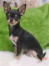 Image Search Results For Black And Tan Floppy Ear Chihuahua Chihuahua Puppies Chihuahua Dogs Cute Chihuahua