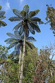 Image result for Cyathea cf. humilis