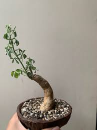 Image result for Adenia fruticosa