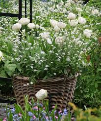 Stauden Die Schonsten Fruhbluher Fruhlingsgarten Stauden Und Mehrjahrige Pflanzen