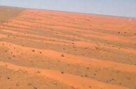 Image result for Plinthus cryptocarpus