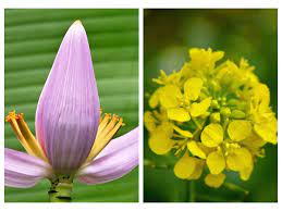 Yellow flowers names in tamil. 5 Flowers That Can Be Made Into Delicious Pakoras