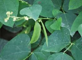 Beans prefer warmer weather for the most part, though this may depend on the variety. Growing Lima Beans In Your Vegetable Garden