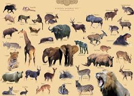 Game viewing is best during the dry season from june through november, when animals congregate at the few remaining waterholes to. Best Months To See Baby Wild Animals On South African Safari Kariega