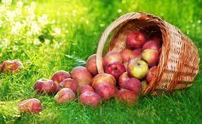 Download, share and comment wallpapers you like. Free Download Apple Fruit Bucket On Grass Wallpapers 2839x1743 For Your Desktop Mobile Tablet Explore 64 Apple Grass Wallpaper Grass Wallpaper For Walls Grasscloth Wallpaper Grasscloth Wallpaper Canada