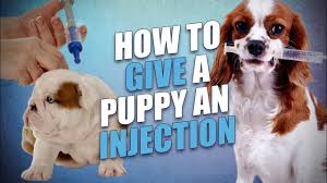 I have to female bulldog puppies for sale. How To Give A Puppy A Shot Safely And What You Must Know Beforehand Youtube