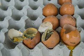 basement drain smells like rotten eggs