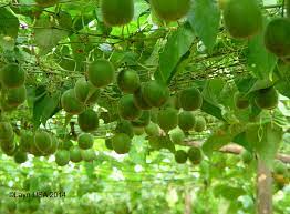 Rare arhat monk fruit luo han guo siraitia grosvenorii. Monk Fruit American Botanical Council