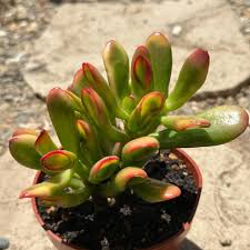 Image result for Crassula zombensis