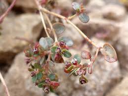 Image result for Euphorbia granulata
