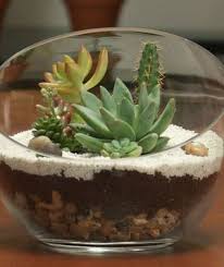 How To Make A Terrarium Video And Step By Step Instructions How To Make Terrariums Succulent Terrarium Succulents