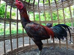 Ciri Ciri Fisik Ayam Mangon Ayam Tahu